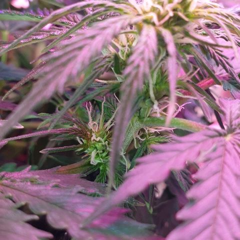 President 47 Auto growlog timeline photo