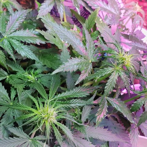 President 47 Auto growlog timeline photo