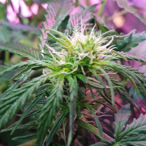 President 47 Auto growlog timeline photo