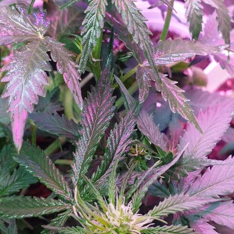 President 47 Auto growlog timeline photo