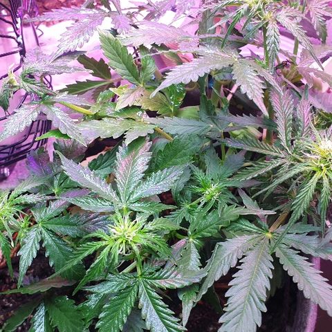 President 47 Auto growlog timeline photo