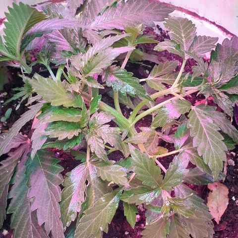 Zkittly Zi Zi growlog photo: LST 