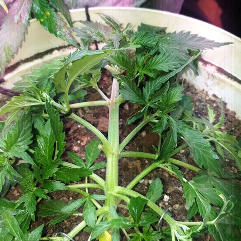 Zkittly Zi Zi growlog photo: Last LST
