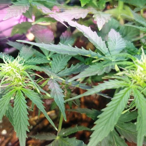 President 47 Auto growlog timeline photo