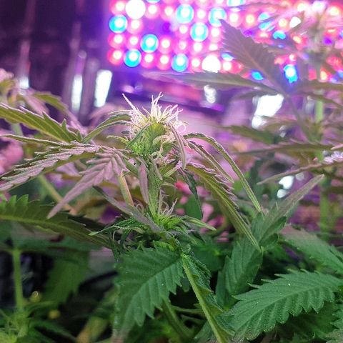 President 47 Auto growlog timeline photo