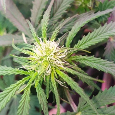 President 47 Auto growlog timeline photo