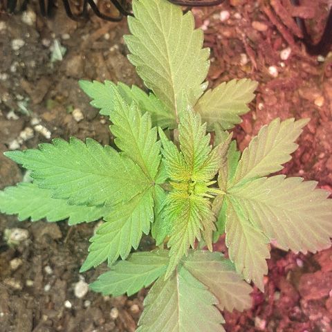 Gorilla Glue  growlog timeline photo