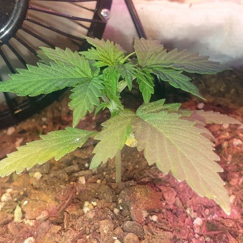 Gorilla Glue  growlog timeline photo