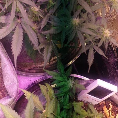 Gelato Samba Auto - Material pot growlog timeline photo