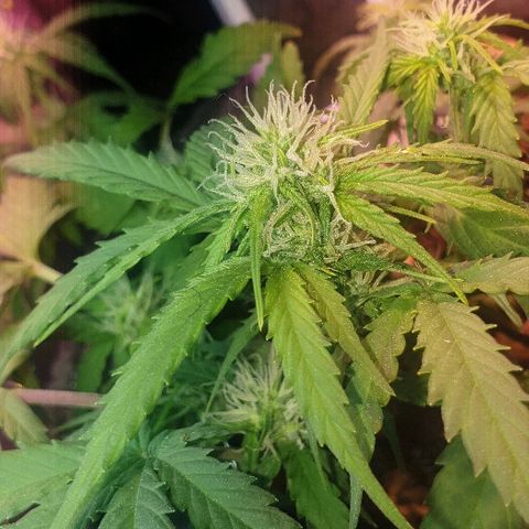Gelato Samba Auto - Material pot growlog timeline photo