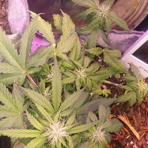 Gelato Samba Auto - Material pot growlog timeline photo