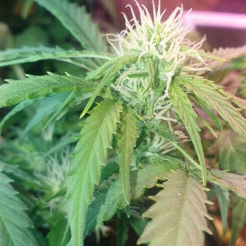 Gelato Samba Auto - Material pot growlog timeline photo