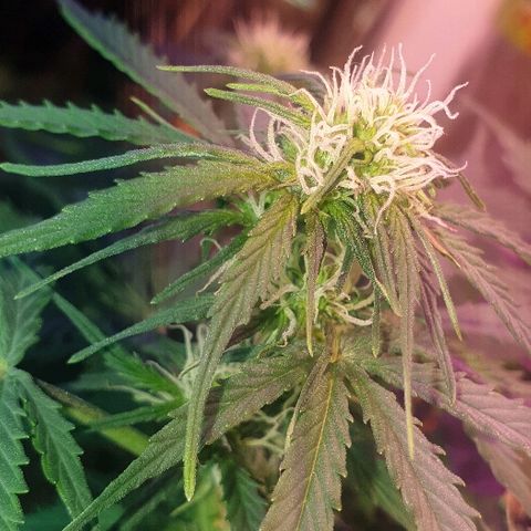 Gelato Samba Auto - Material pot growlog timeline photo