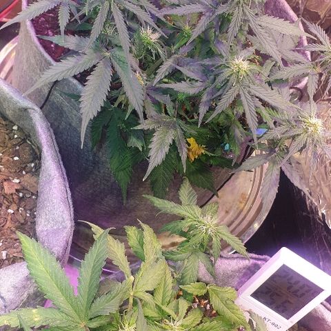 Gelato Samba Auto - Material pot growlog timeline photo