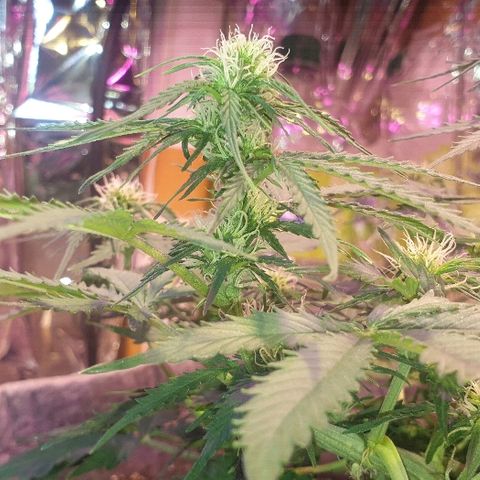 President 47 Auto growlog timeline photo