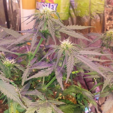 President 47 Auto growlog timeline photo