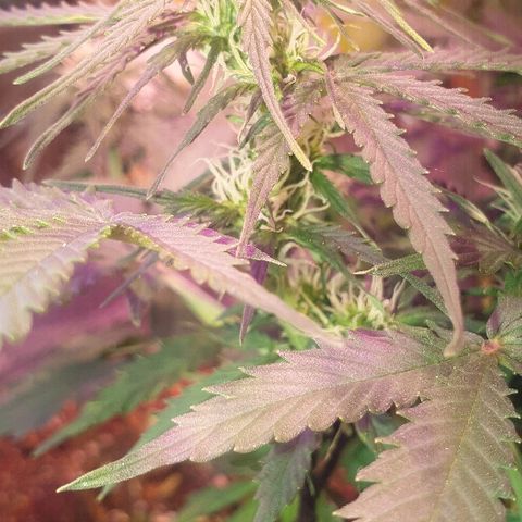 President 47 Auto growlog timeline photo
