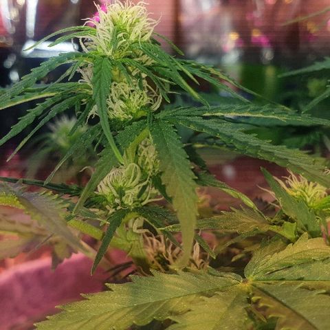 President 47 Auto growlog timeline photo