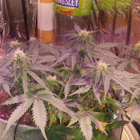 President 47 Auto growlog timeline photo