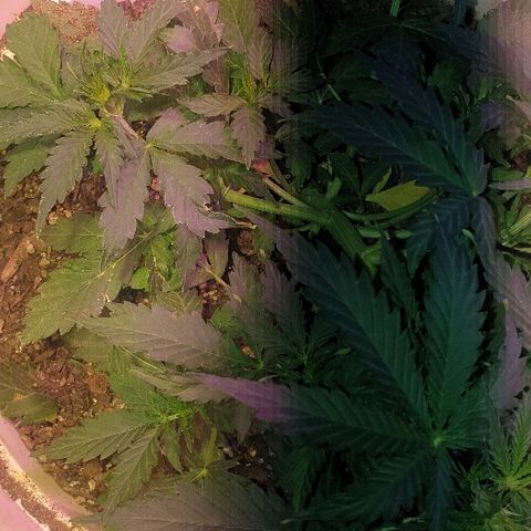 Zkittly Zi Zi growlog timeline photo