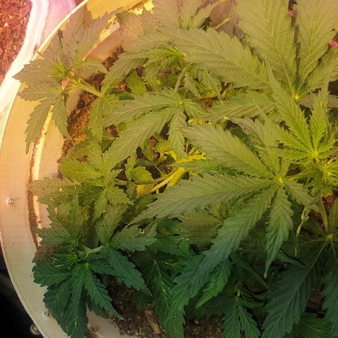 Zkittly Zi Zi growlog timeline photo