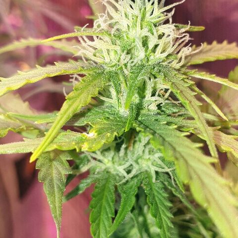 Gelato Samba Auto - Material pot growlog timeline photo