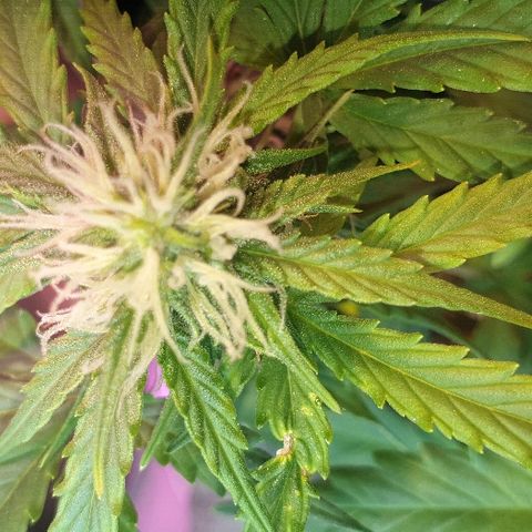 Gelato Samba Auto - Material pot growlog timeline photo