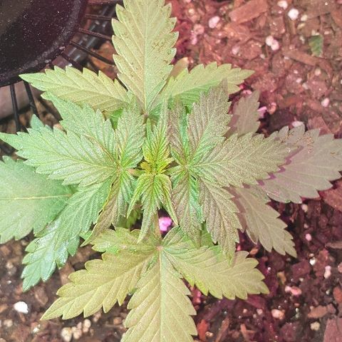 Gorilla Glue  growlog timeline photo