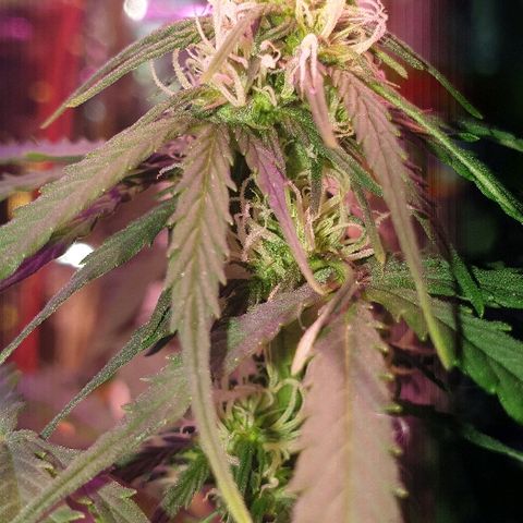 President 47 Auto growlog timeline photo