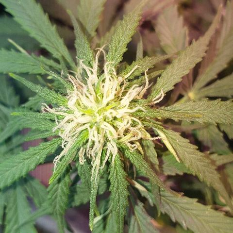 President 47 Auto growlog timeline photo