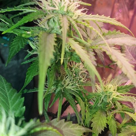 President 47 Auto growlog timeline photo