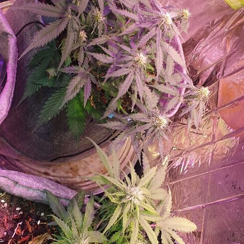 President 47 Auto growlog timeline photo