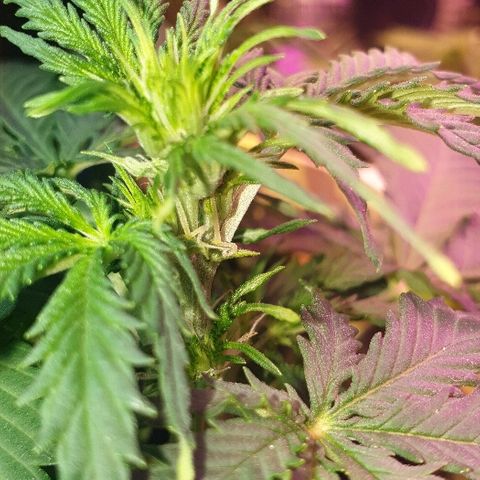Zkittly Zi Zi growlog timeline photo