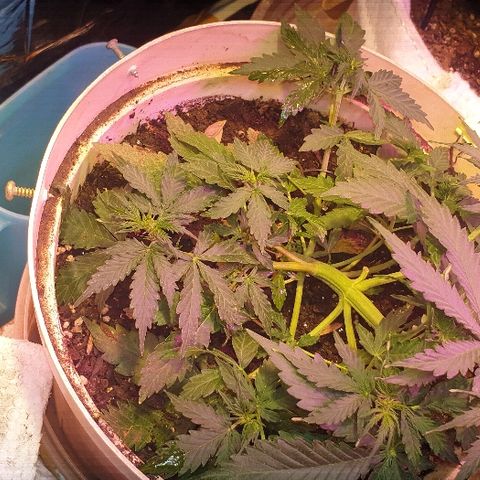 Zkittly Zi Zi growlog timeline photo