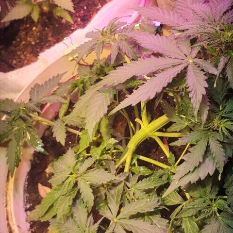 Zkittly Zi Zi growlog timeline photo