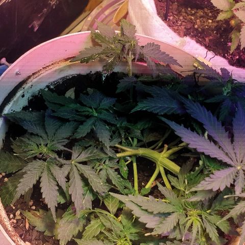 Zkittly Zi Zi growlog timeline photo