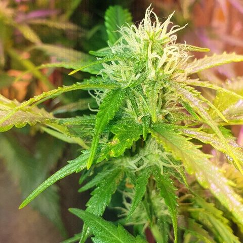 Gelato Samba Auto - Material pot growlog timeline photo