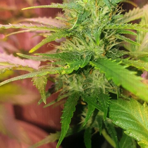 Gelato Samba Auto - Material pot growlog timeline photo