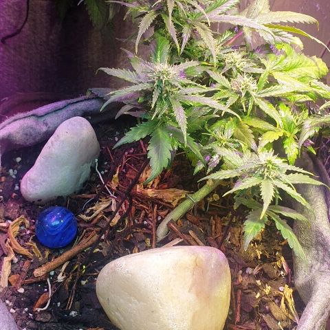 Gelato Samba Auto - Material pot growlog timeline photo