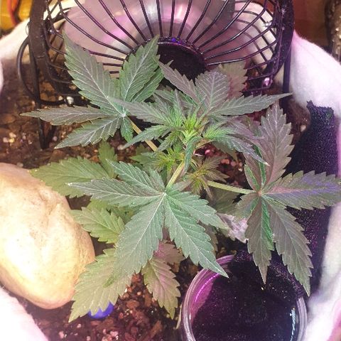 Gorilla Glue  growlog timeline photo