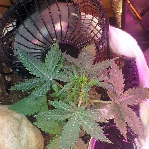Gorilla Glue  growlog timeline photo