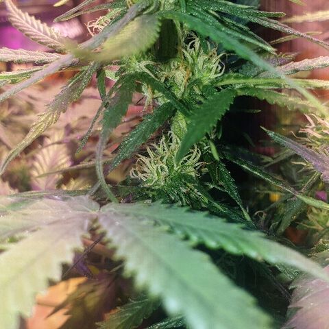 President 47 Auto growlog timeline photo