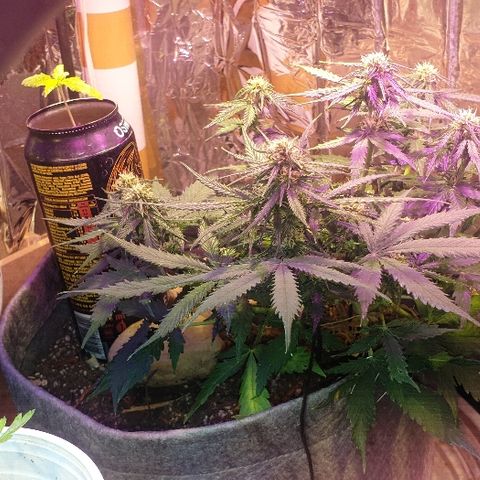 President 47 Auto growlog timeline photo