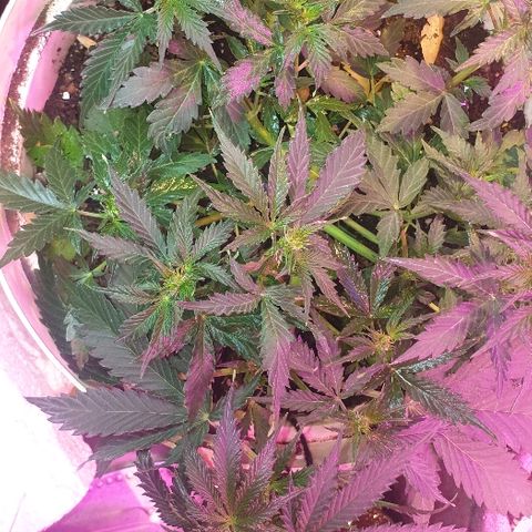 Zkittly Zi Zi growlog timeline photo