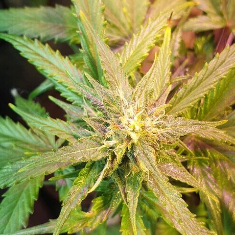 Gelato Samba Auto - Material pot growlog timeline photo