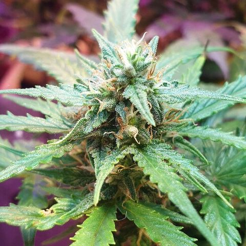 Gelato Samba Auto - Material pot growlog timeline photo