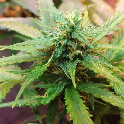 Gelato Samba Auto - Material pot growlog timeline photo
