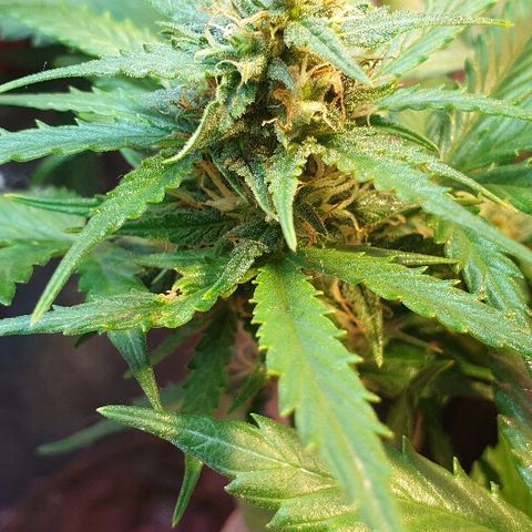 Gelato Samba Auto - Material pot growlog timeline photo