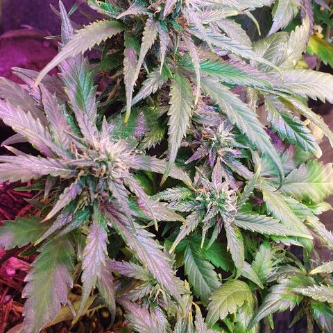 Gelato Samba Auto - Material pot growlog timeline photo