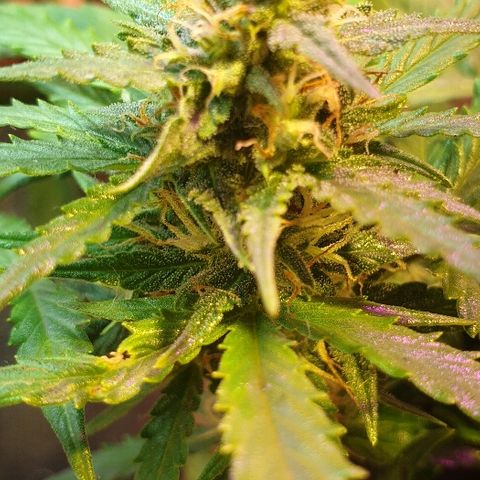 Gelato Samba Auto - Material pot growlog timeline photo